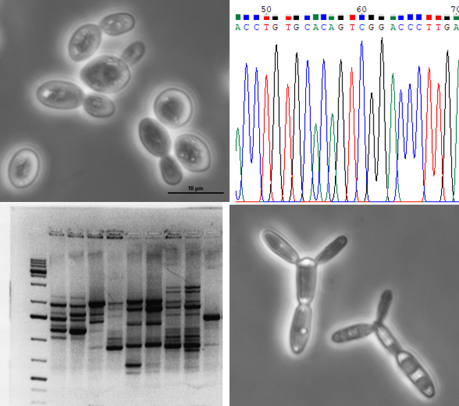 cellule_e_dna.png